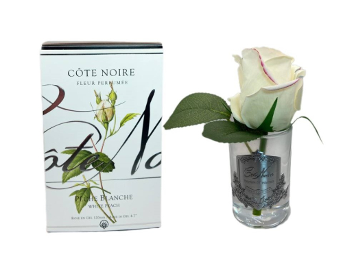 Парфумована троянда Cote Noire - Fleur White Peach 14 см