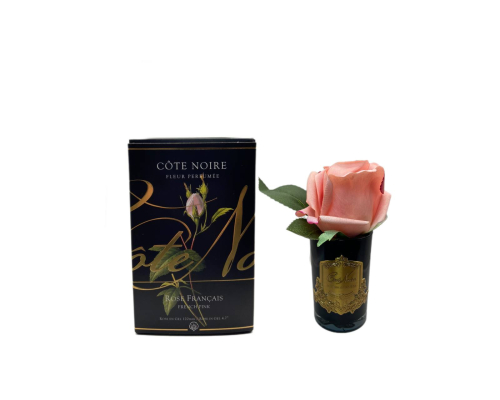 Парфумована троянда Cote Noire - Rose Franch Pink 14 см