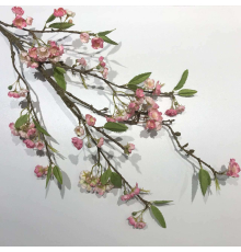 Ветка персика