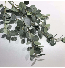 Ветка эвкалипта зелёная