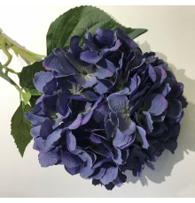 Гортензия лавандовая