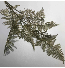 Аспарагус золотой