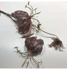 Глориоза розовая