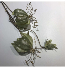 Глориоза зелёная