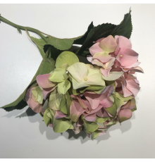 Гортензия розово-зеленая